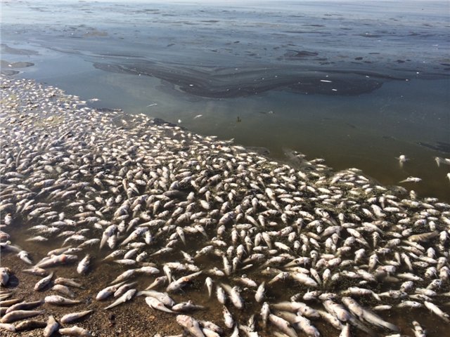 последствия загрязнения воды